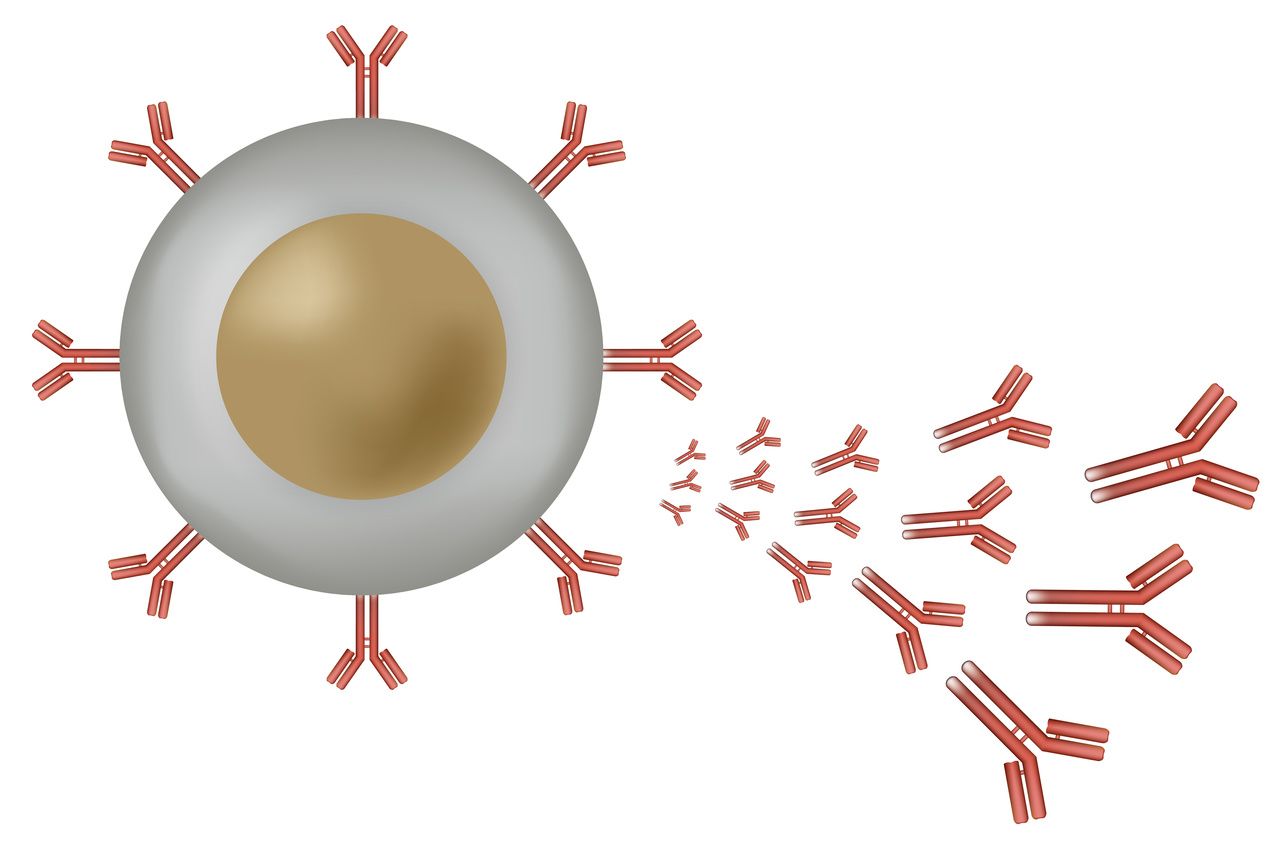 Image of b-cell activation