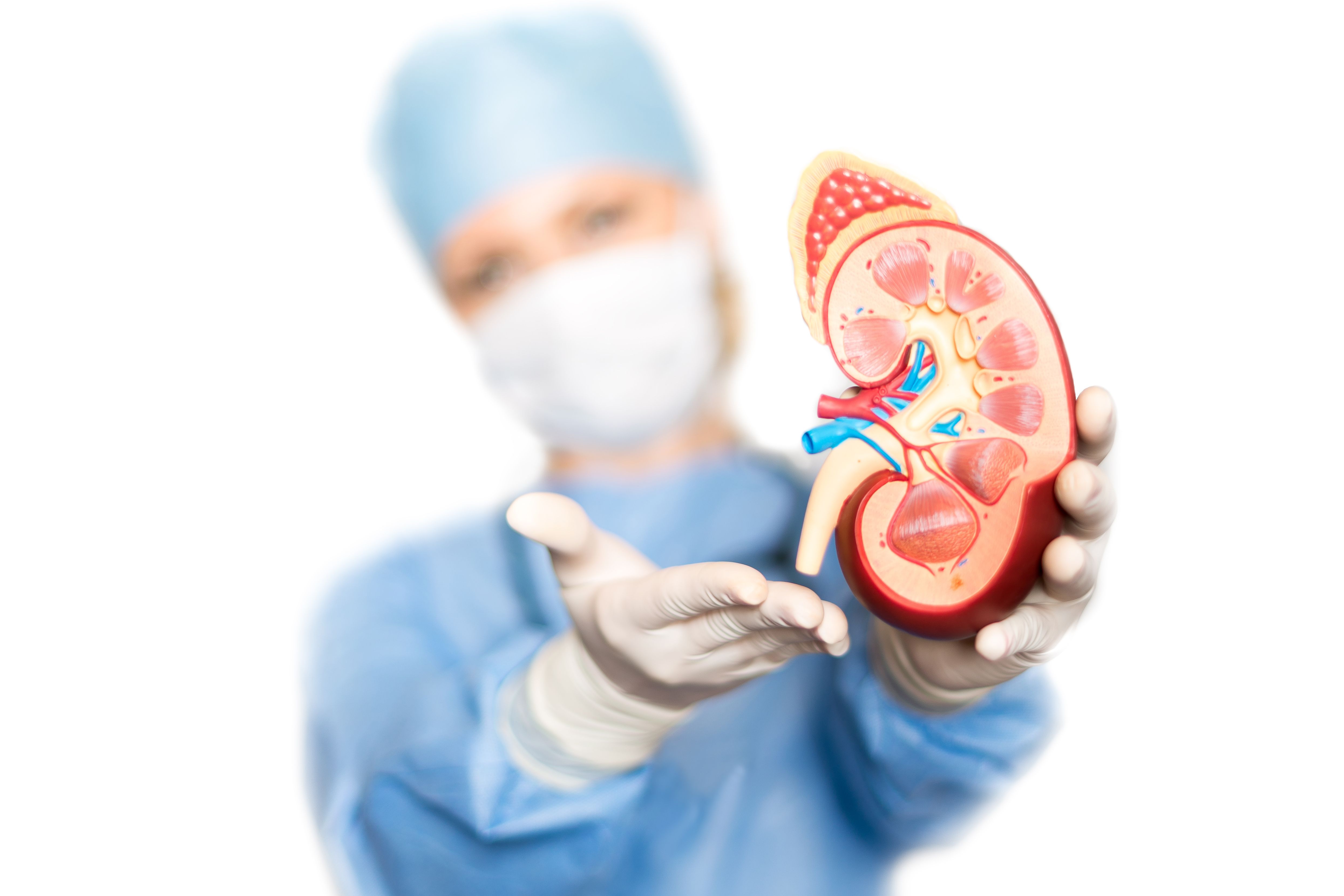 Image of doctor holding a kidney