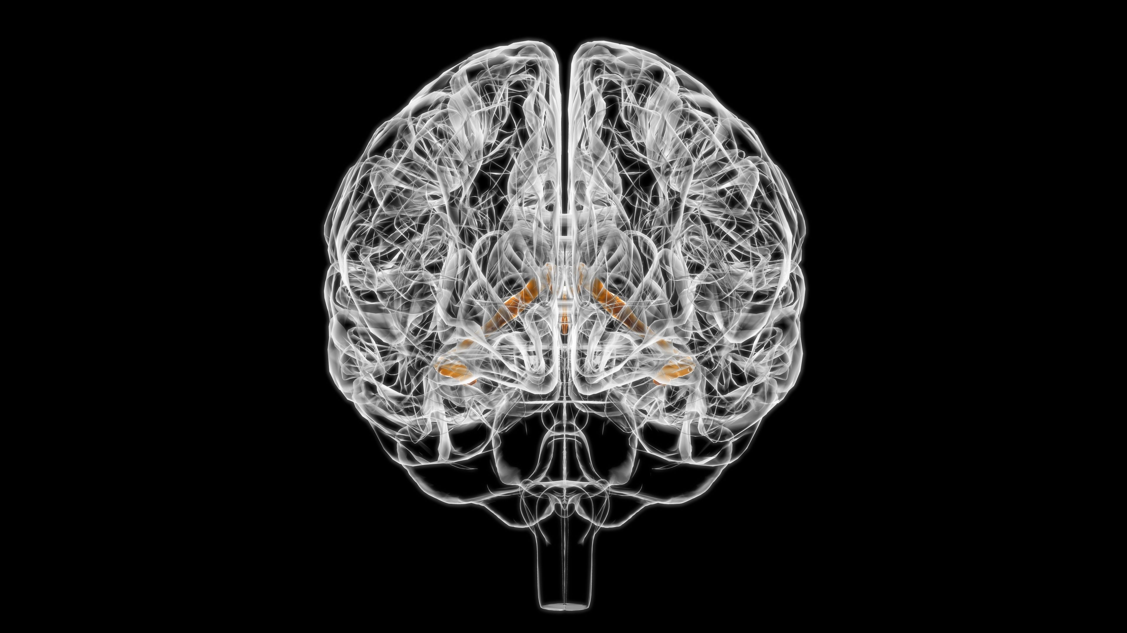 3D Concept Choroid Plexus | Image credit: mybox - stock.adobe.com
