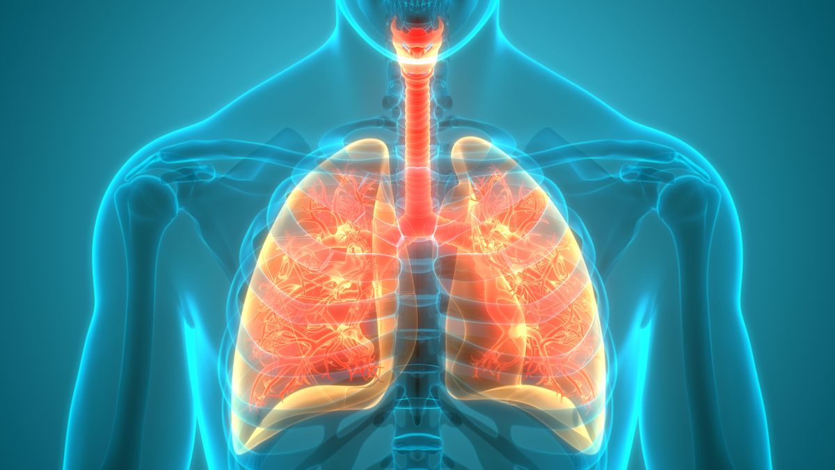 Lungs with COPD