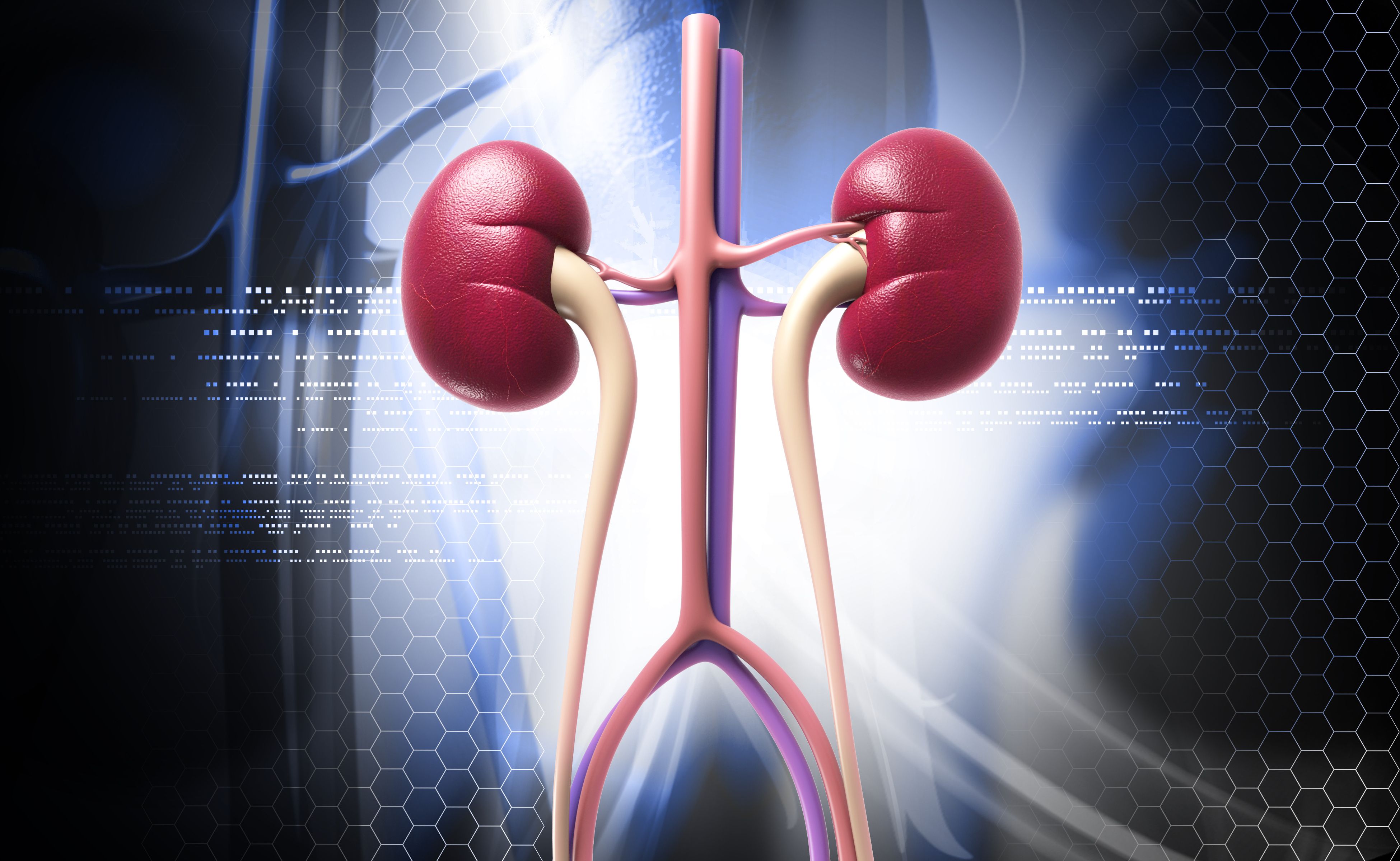 kidney anatomy shown through a computerized model