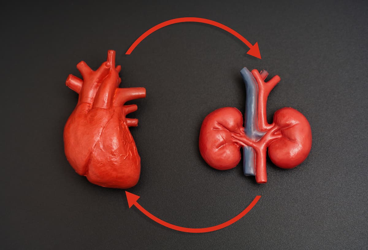 Several therapies address both CKD and HF simultaneously, including RAS inhibitors, which have been shown to slow CKD progression and reduce HF hospitalizations. | Image credit: Katie Chizhevskaya - stock.adobe.com