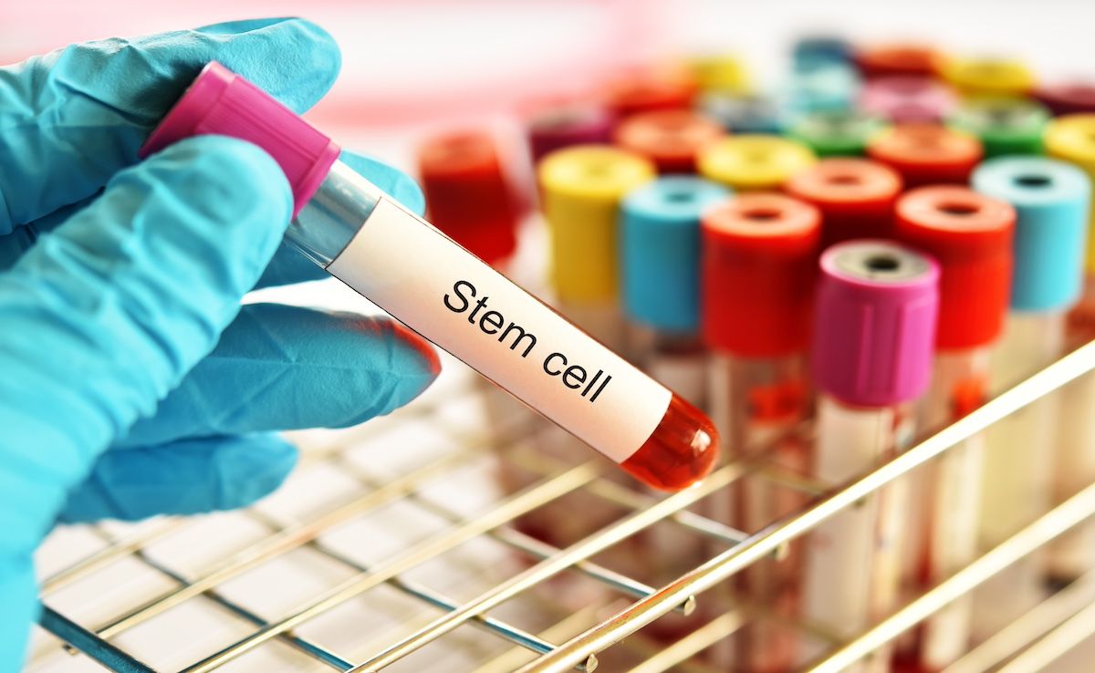 stem cells | Image Credit: jarun011-stock.adobe.com