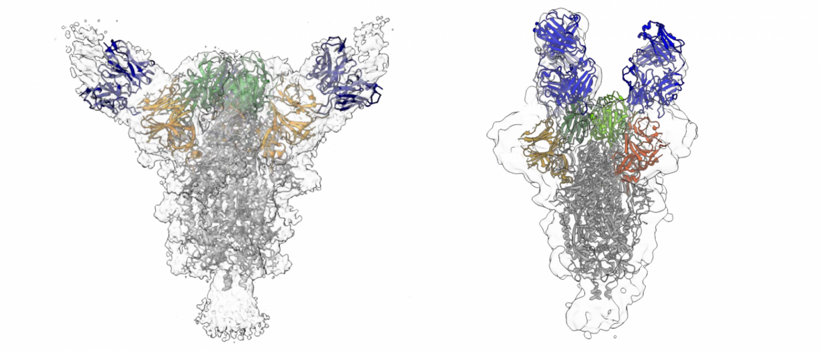 Antibody "Cocktail" Could Offer Potent Treatment, Prevention of COVID-19