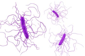 Enhanced image of C difficile bacteria