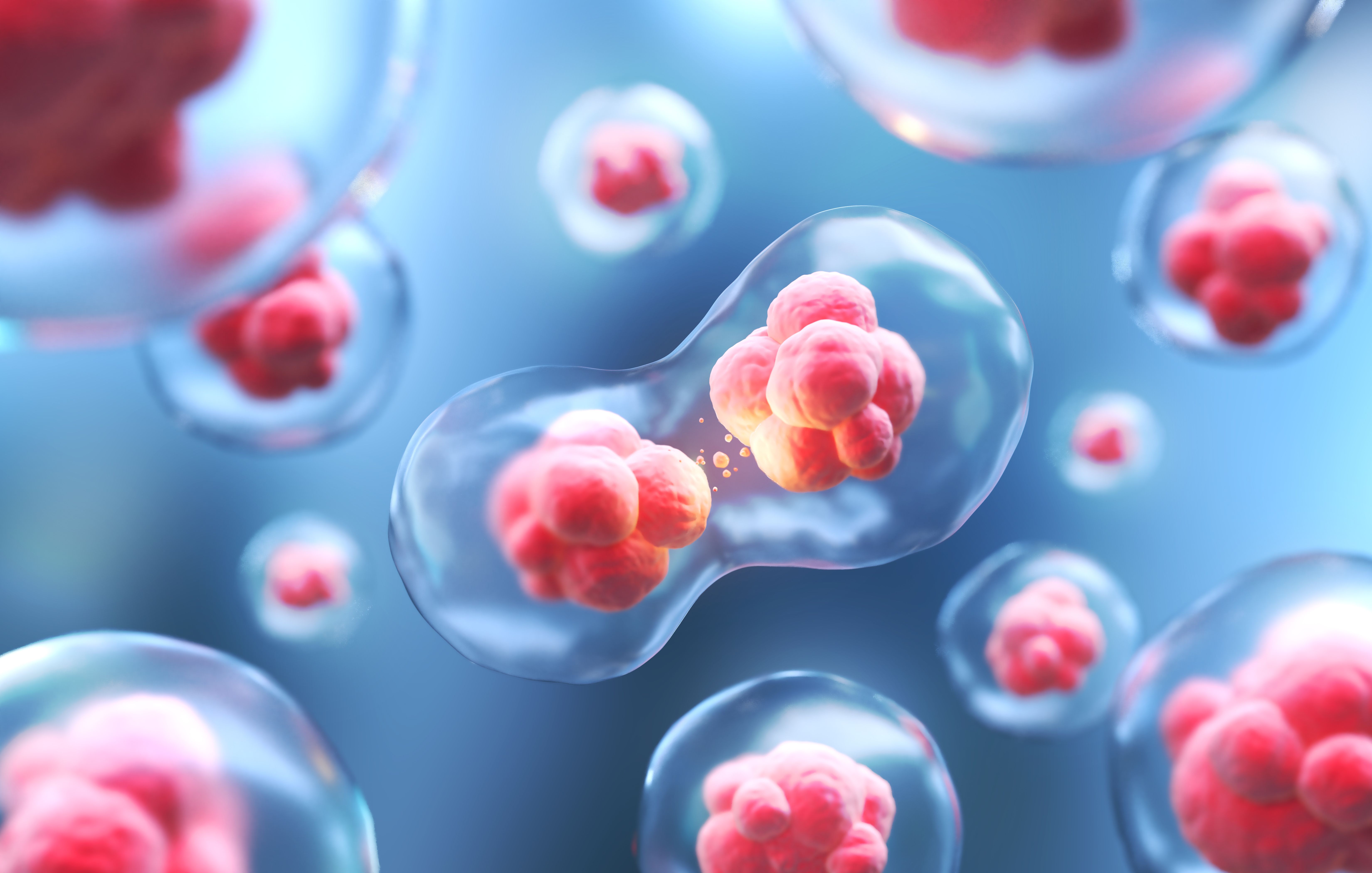 Reactivating the dormant CCNA2 gene allows adult human heart cells to divide again, offering a potential breakthrough in cardiac regeneration after injury. | Image Credit: @Anusorn-adobe.stock.jpeg