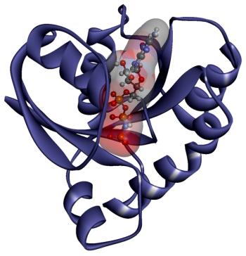 KRAS protein | Image credit: National Cancer Institute