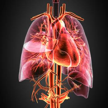 anatomy image