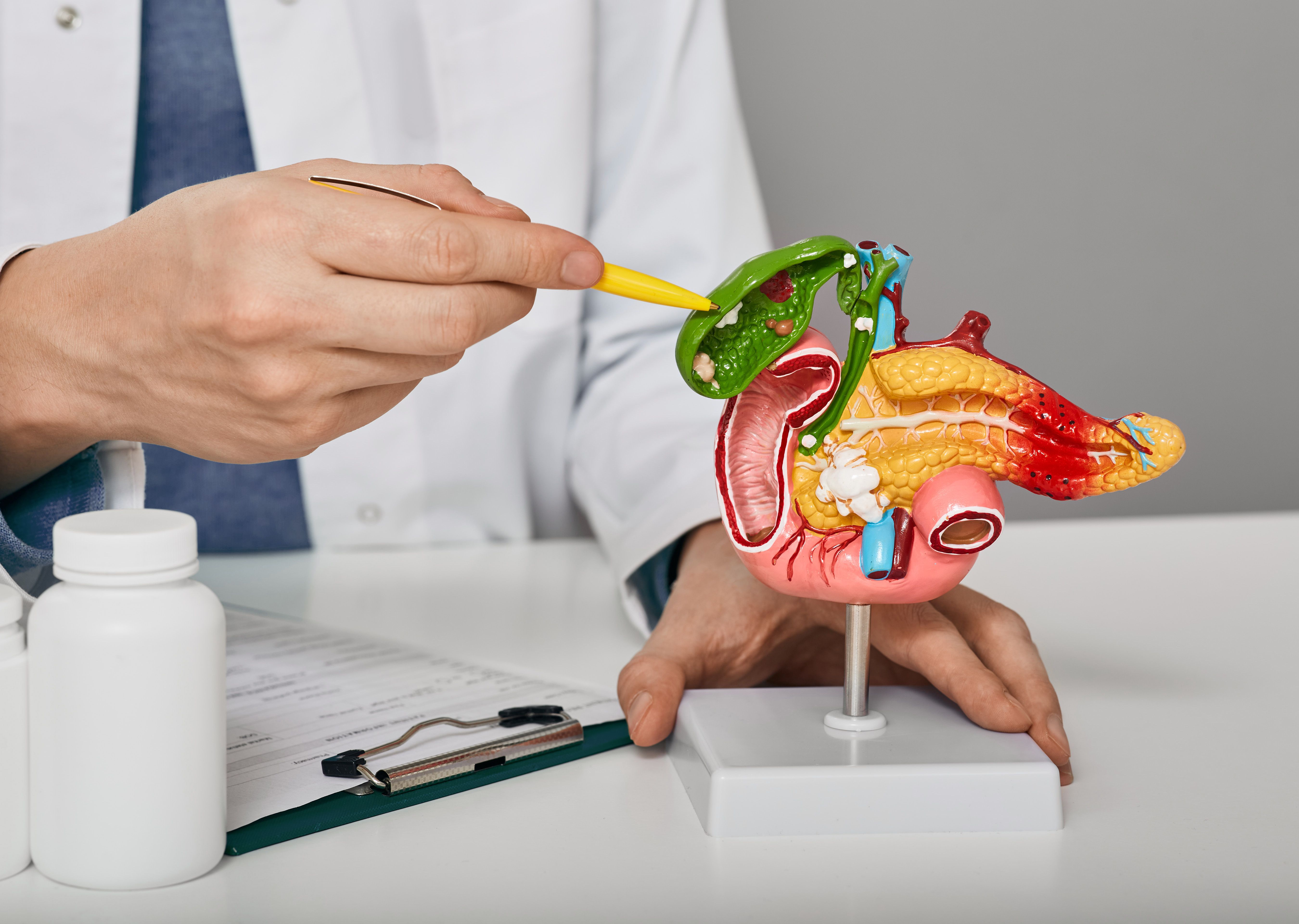 Doctor pointing to model gallbladder | Image credit: Peakstock – stock.adobe.com