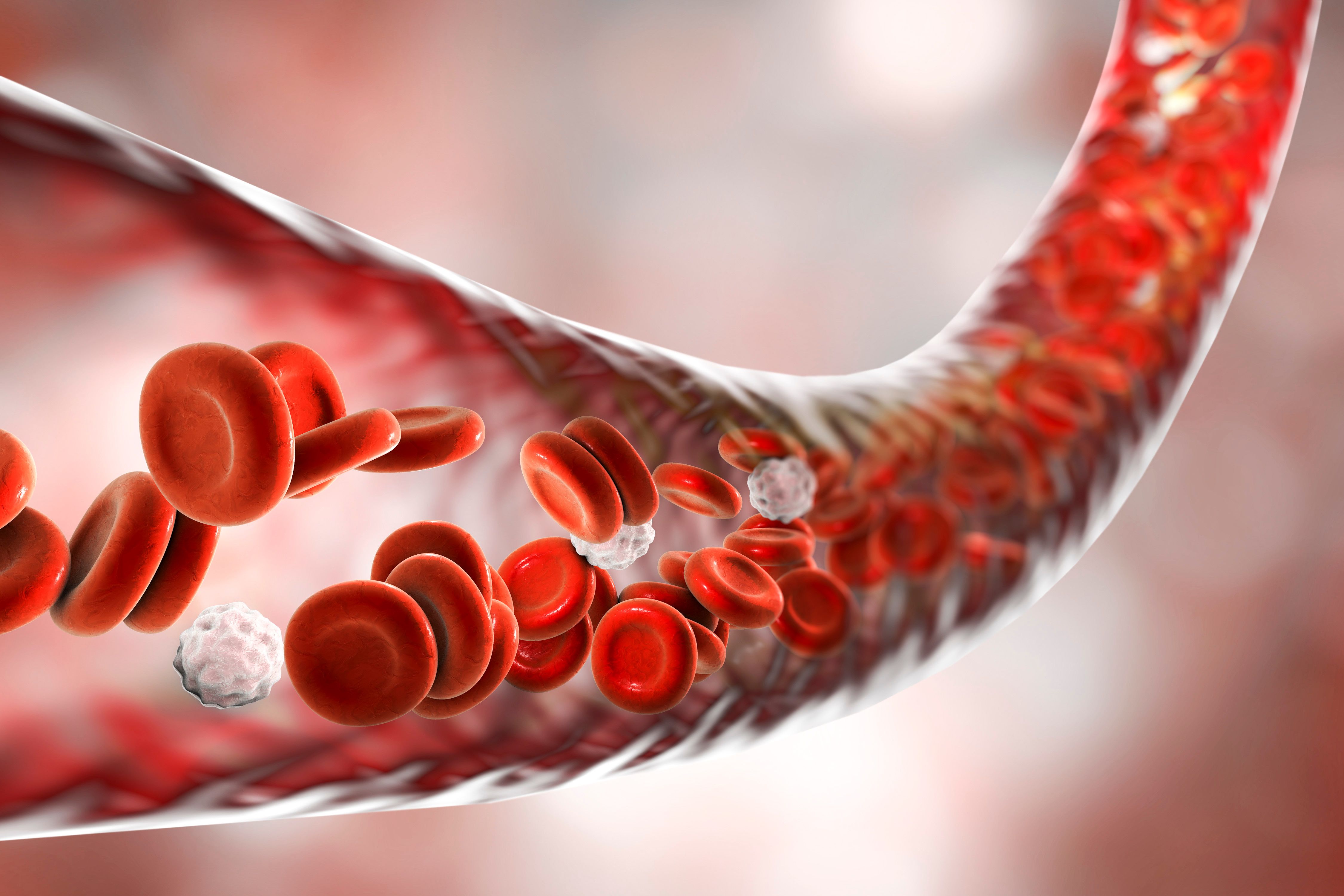 Blood vessel | Image credit: Dr_Microbe – stock.adobe.com