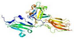 FGFR2 fusion 