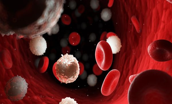 3D-rendered image of too many white blood cells due to leukemia | Image credit: Sebastian Kaulitzki - stock.adobe.com