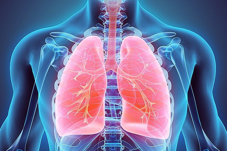 diagram of lungs