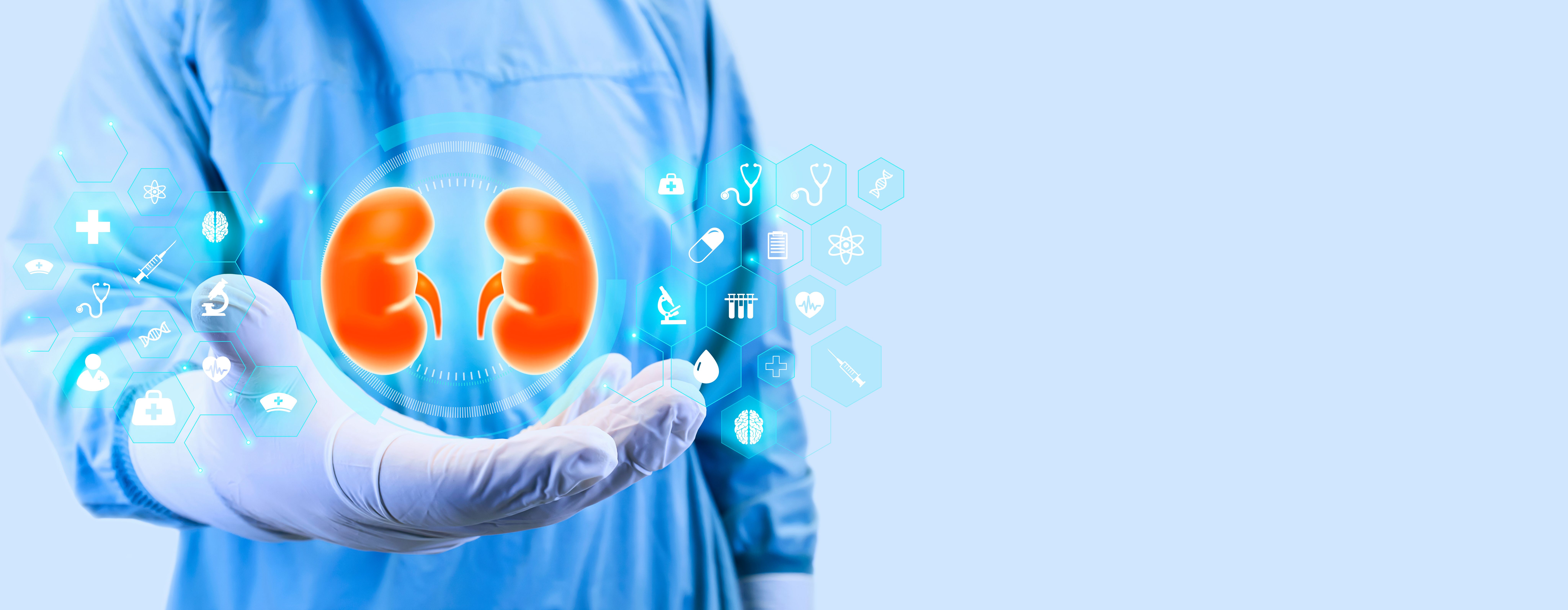 Kidney illustration | Image Credit: Tom - stock.adobe.com