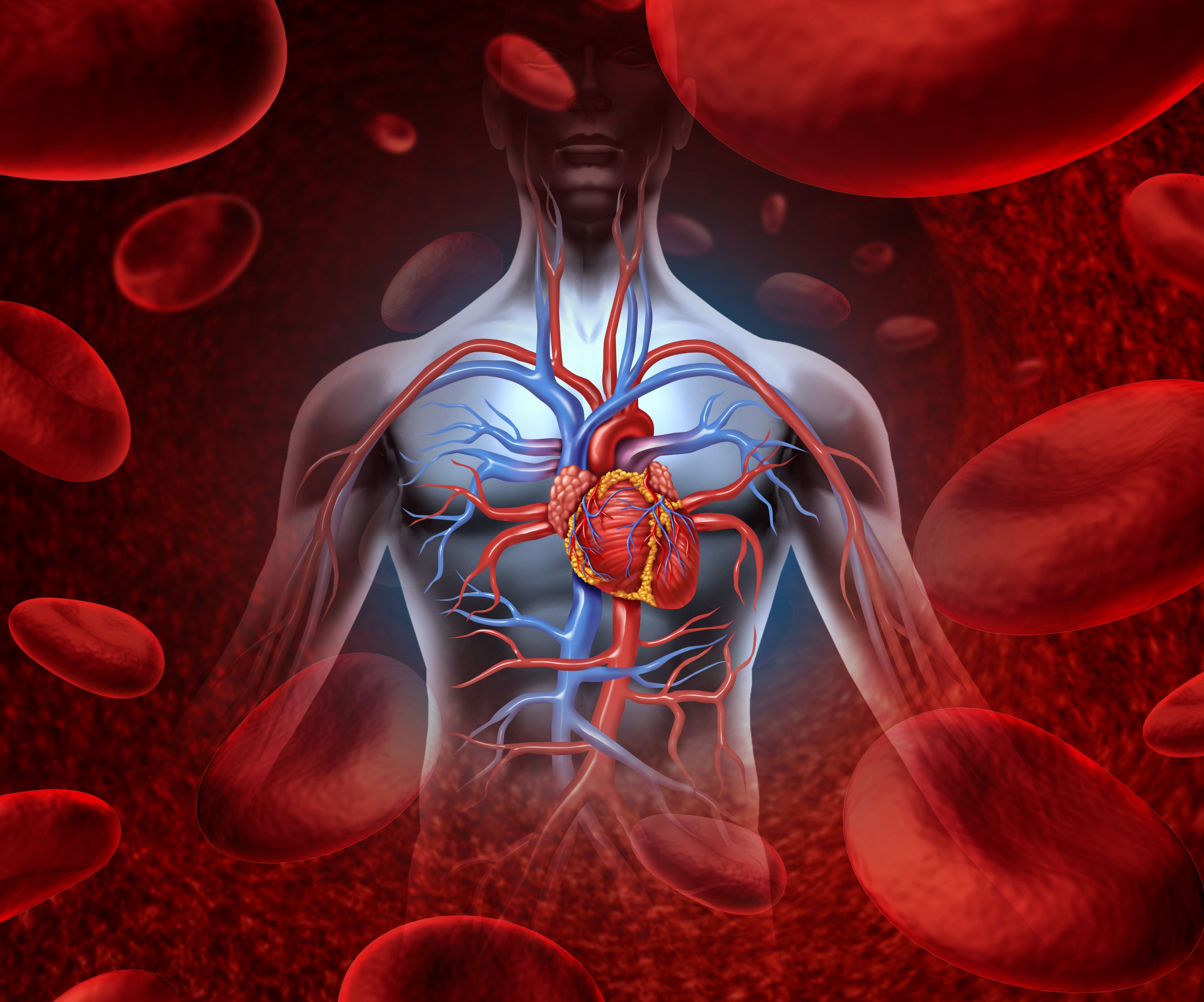 Human cardiovascular system.