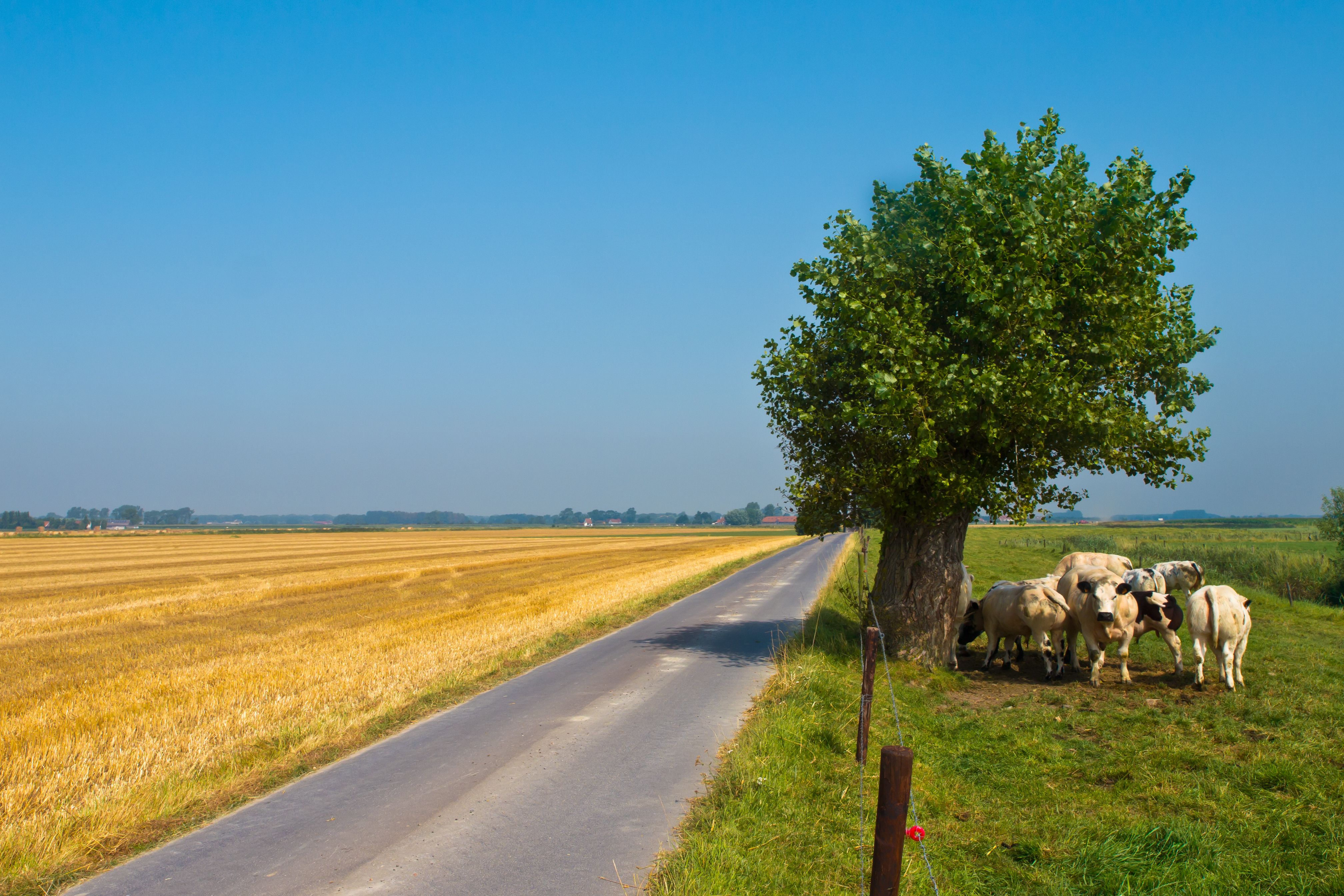 rural landscape