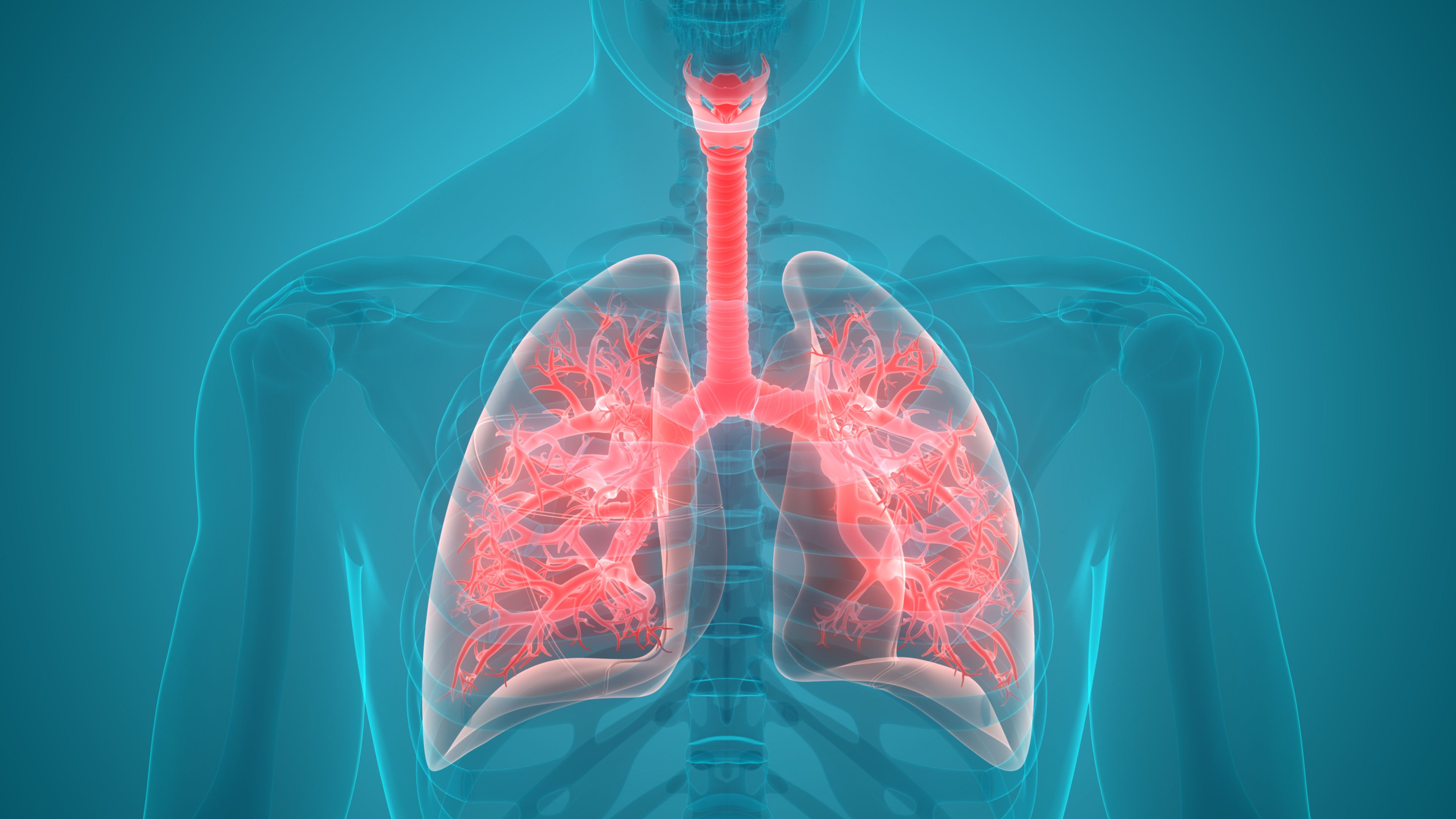 lung graphic