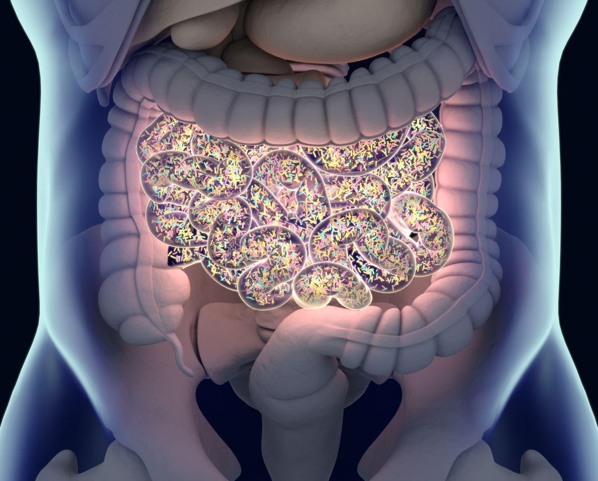 Microbiota in gut