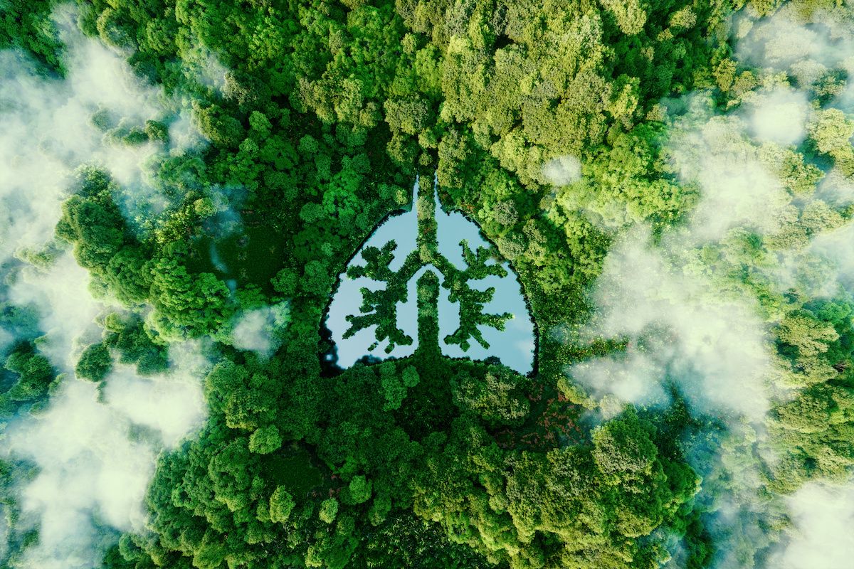 Lung shaped pond in forest | Image Credit: © malp - stock.adobe.com
