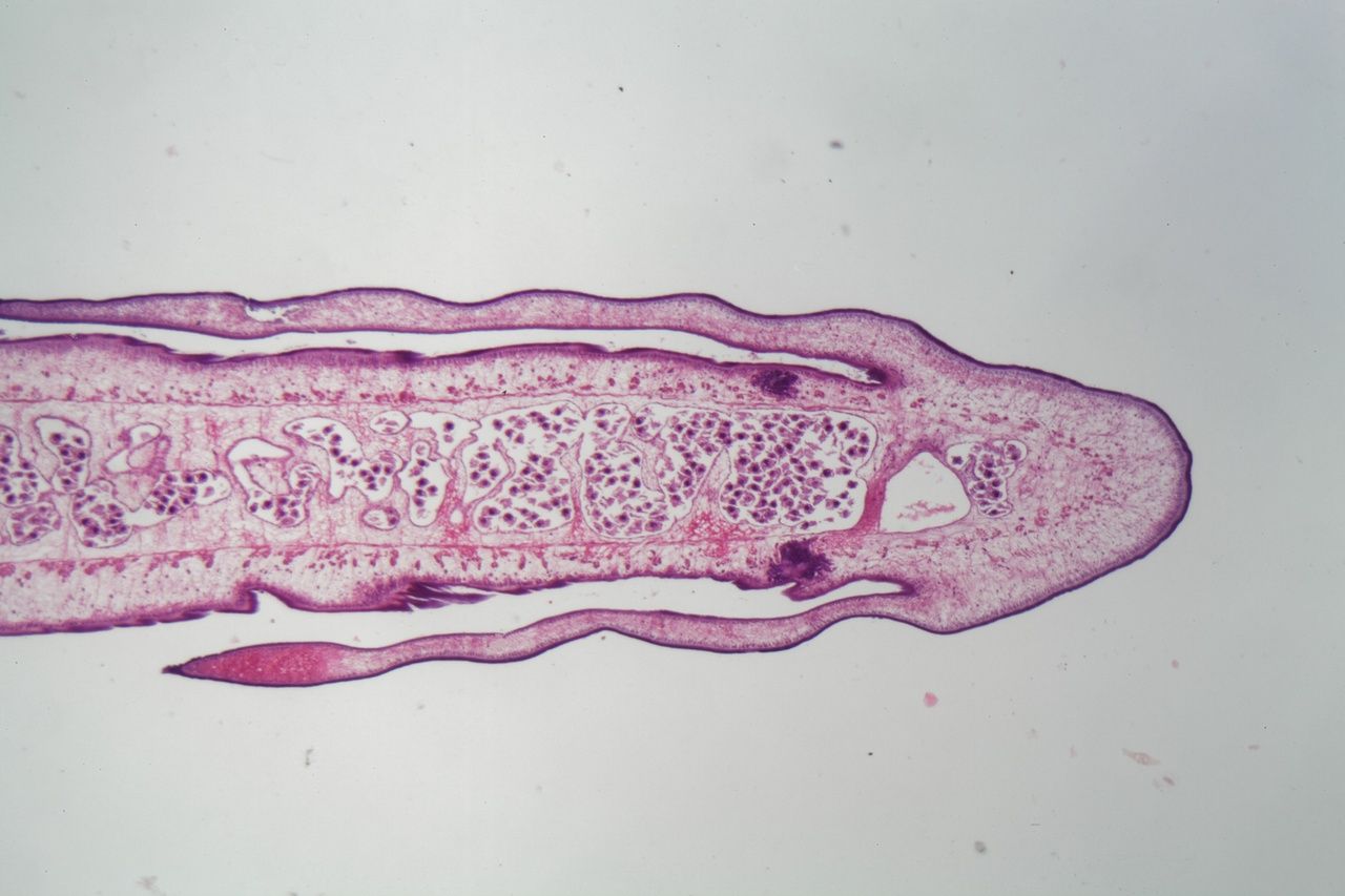 Плоский червь под микроскопом