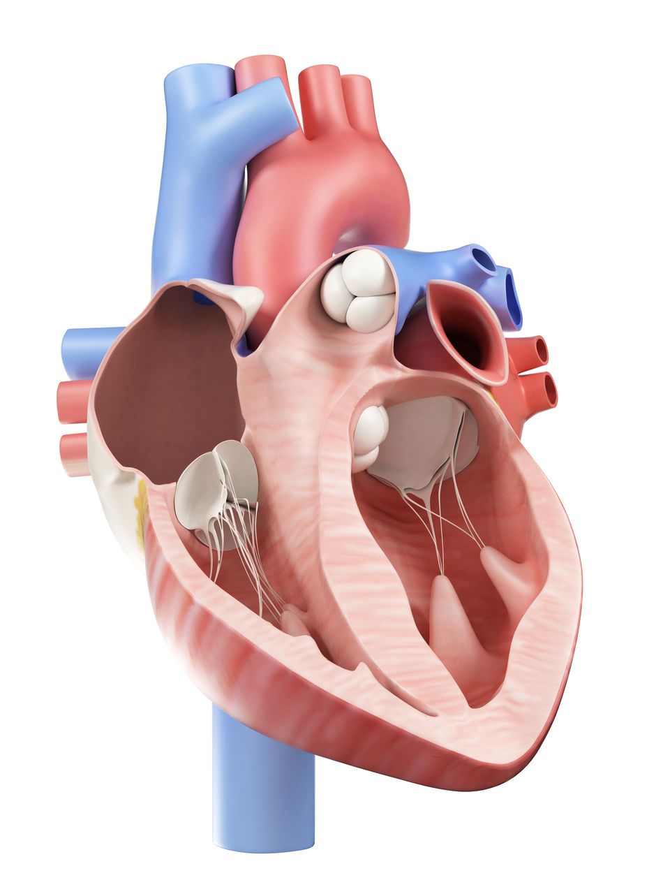 Is There a Future for CAR T-Cell Therapy in Heart Failure?