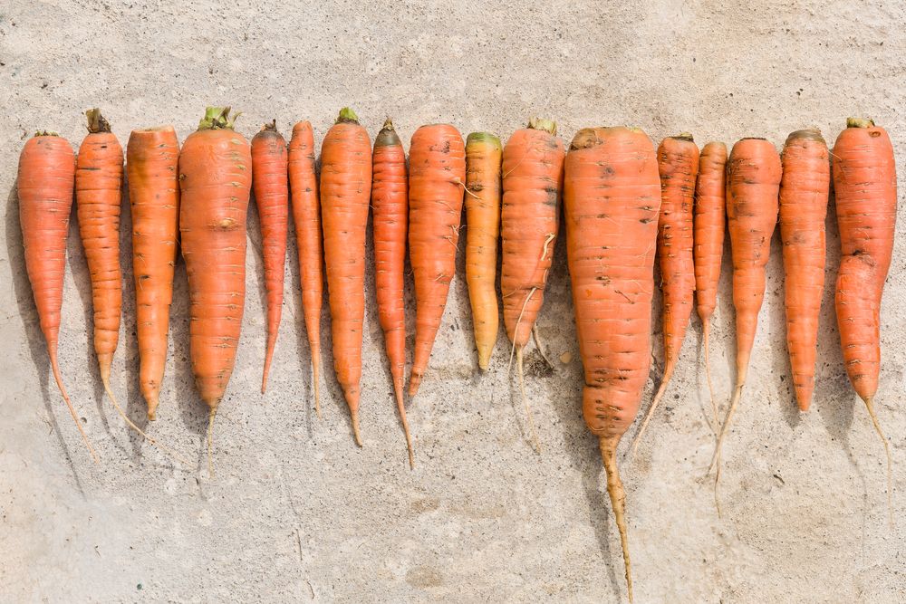 Carrots