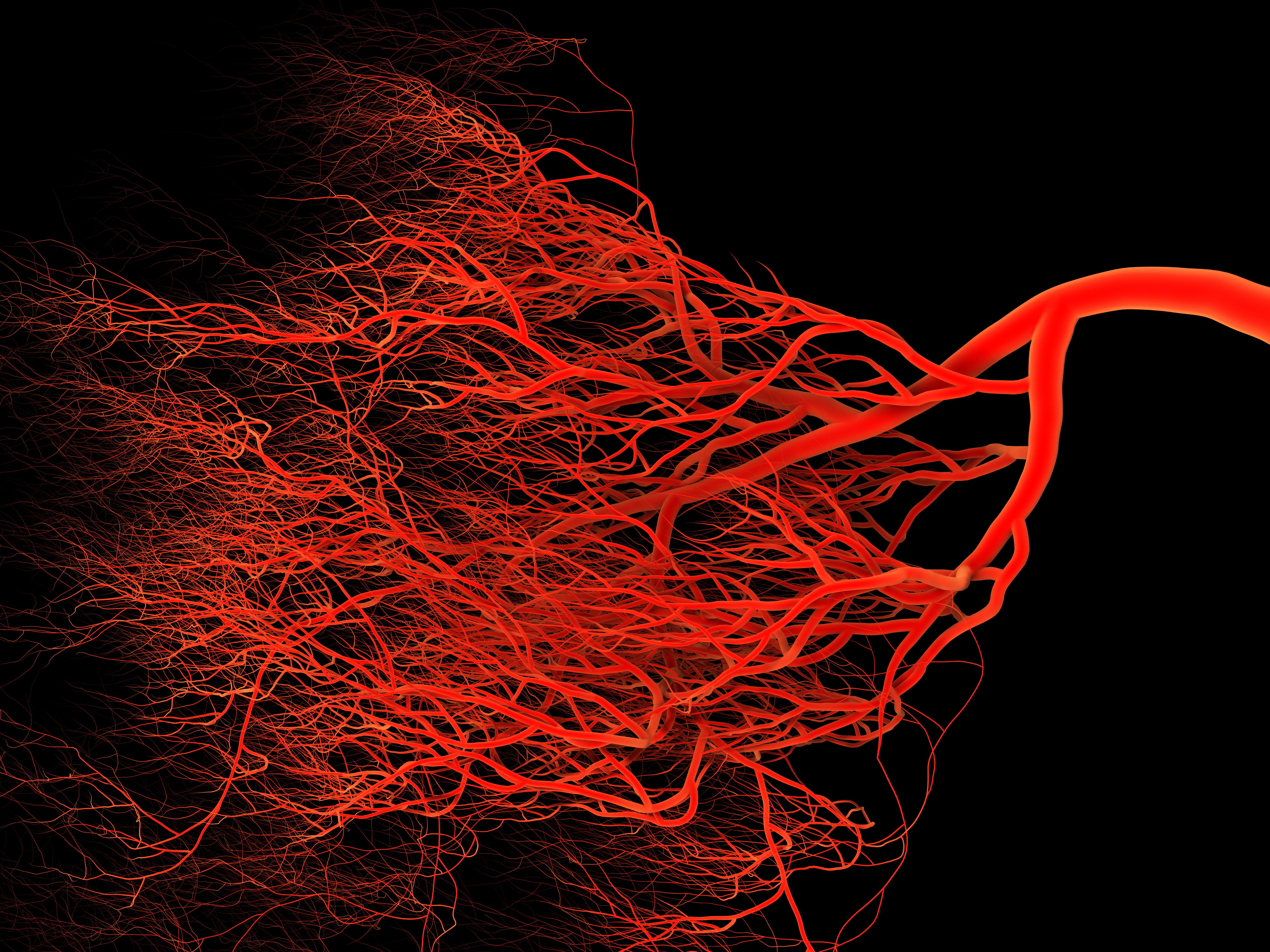 image of blood vessels