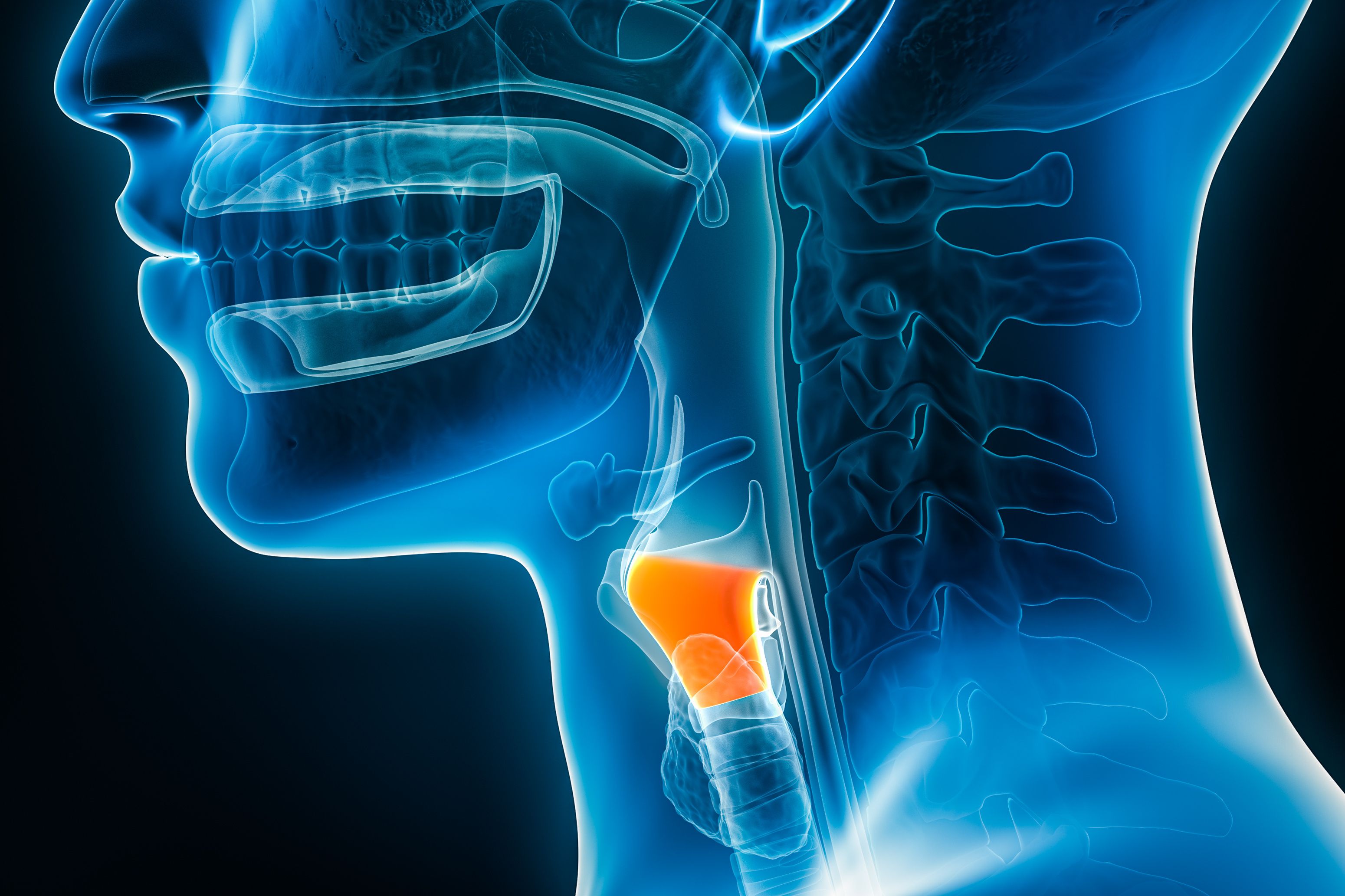 Larynx model 3D | image credit: Matthieu - stock.adobe.com