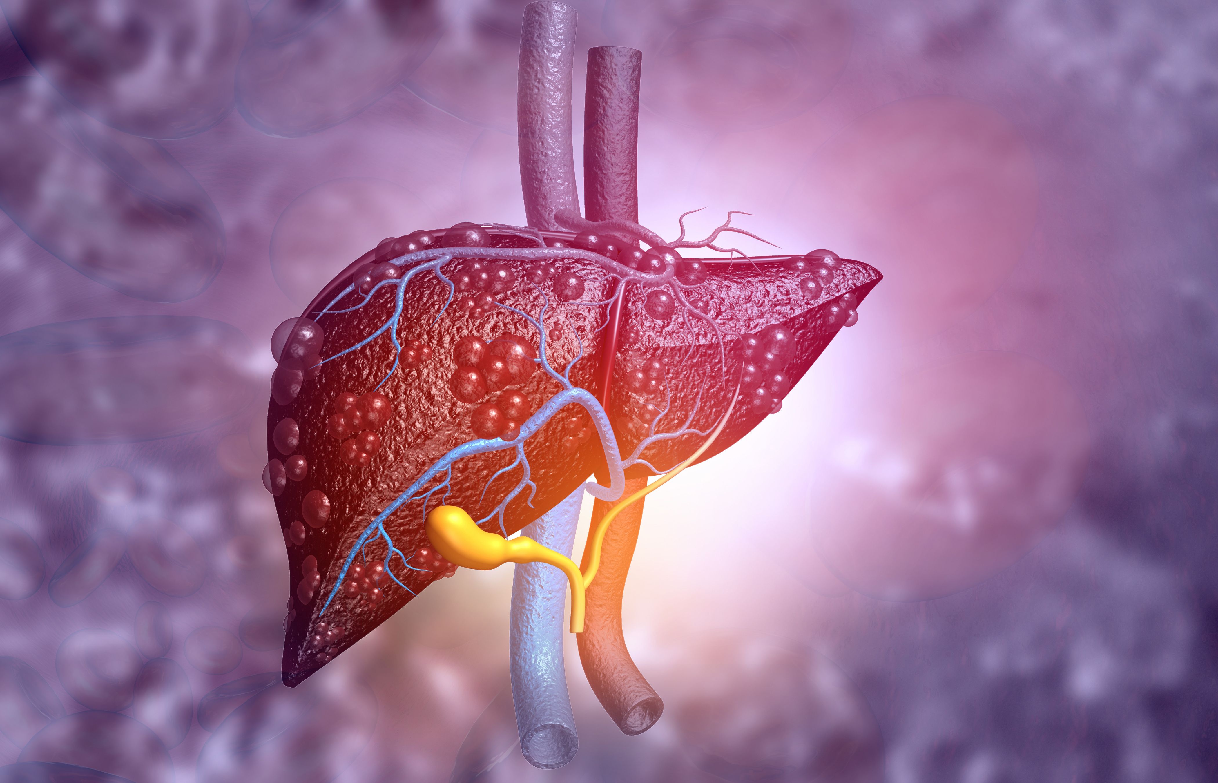 The SMN protein is expressed thoughout many body tissues types, including the liver | image credit: Rasi - stock.adobe.com