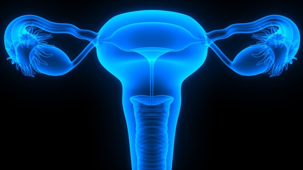 Image of ovaries