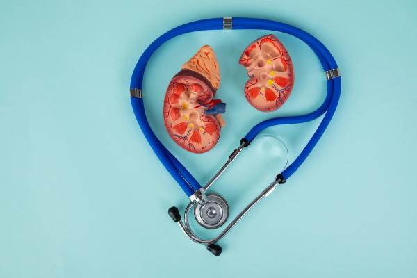 mockup kidney and stethoscope lies on a blue background | Image credit: filins - stock.adobe.com