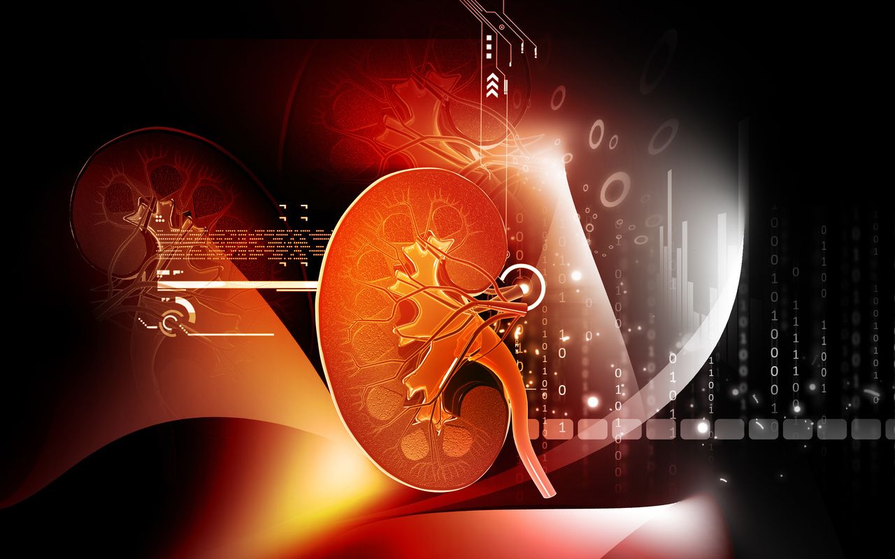 Kidney graphic