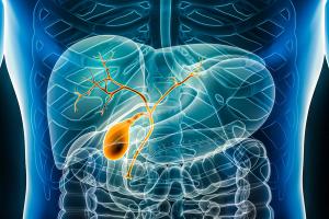 Image of gall bladder and bile duct | Image Credit: © Matthieu-stock.adobe.com