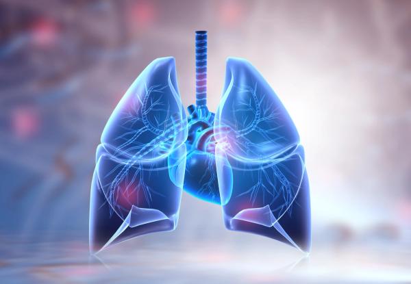 computer-generated lungs | Image Credit: Rasi - stock.adobe.com