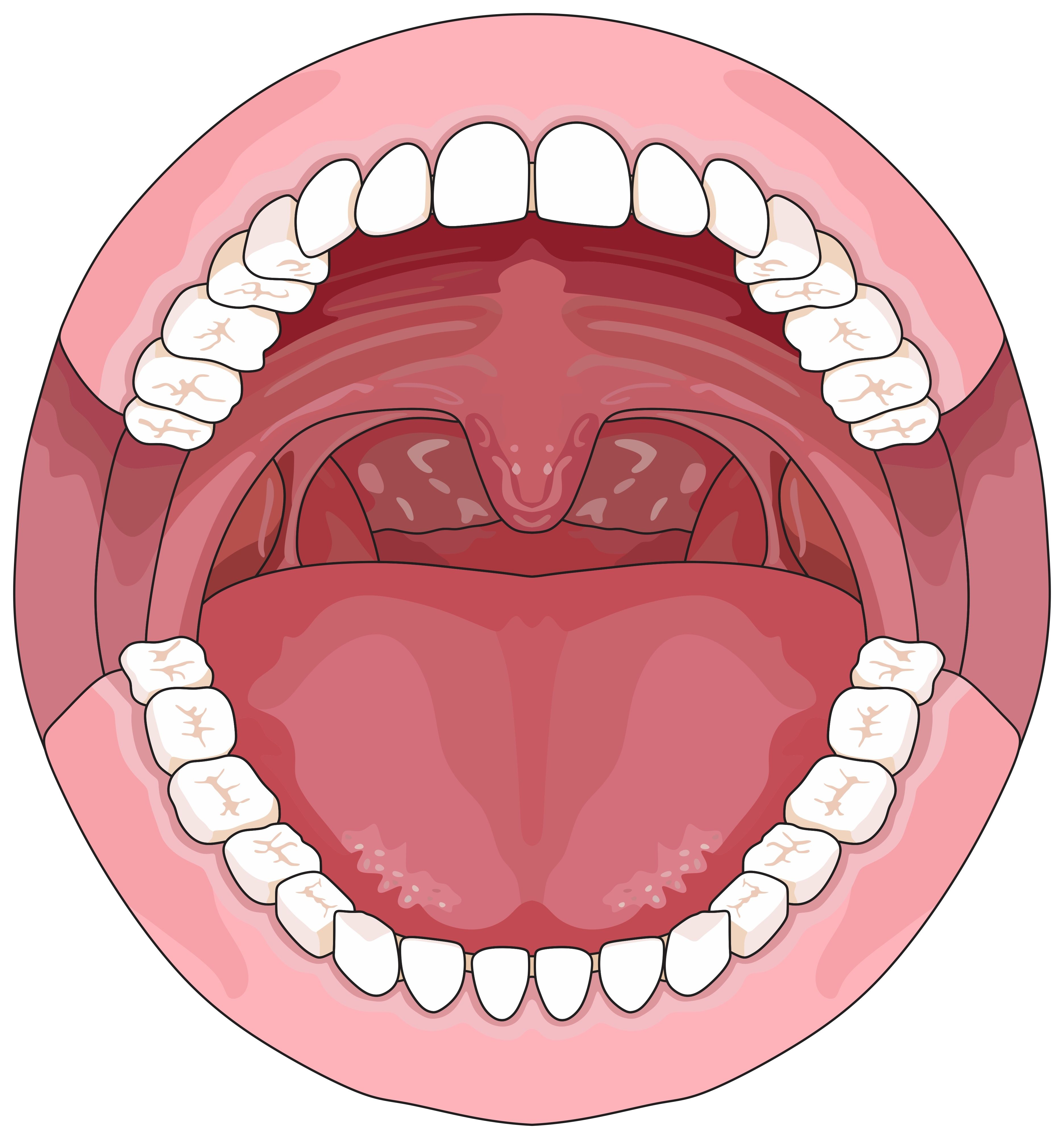 Mouth Illustration | image credit: udaix - stock.adobe.com