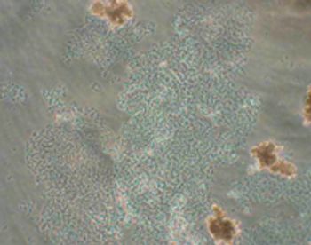 Nims_Figure-3-724372-1408620089507.jpg