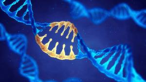 Double helix DNA molecule with modified genes , Correcting mutation by genetic engineering | Image credit: © nobeastsofierce - © nobeastsofierce - stock.adobe.com