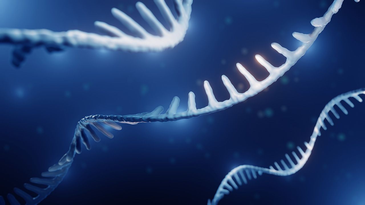 Single helix RNA, Epigenetics concept | Image credit: © Artur - © Artur - stock.adobe.com