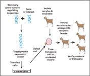 Production of Recombinant Therapeutic Proteins in the Milk of Transgenic  Animals