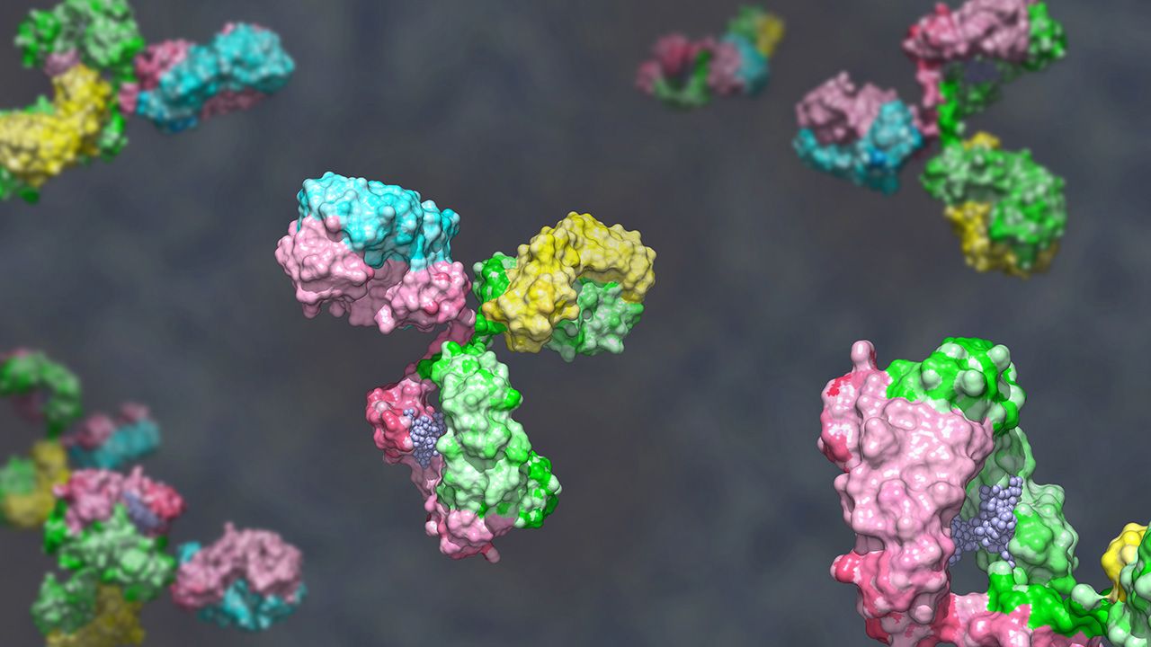 Bispecific antibody colored heavy chain in green and pink, light chain blue and yellow against gray background; glycosylated bispecific immunoglobulin engineered to target different antigens 3d render | Image credit: © huenstructurebio.com - © huenstructurebio.com - stock.adobe.com