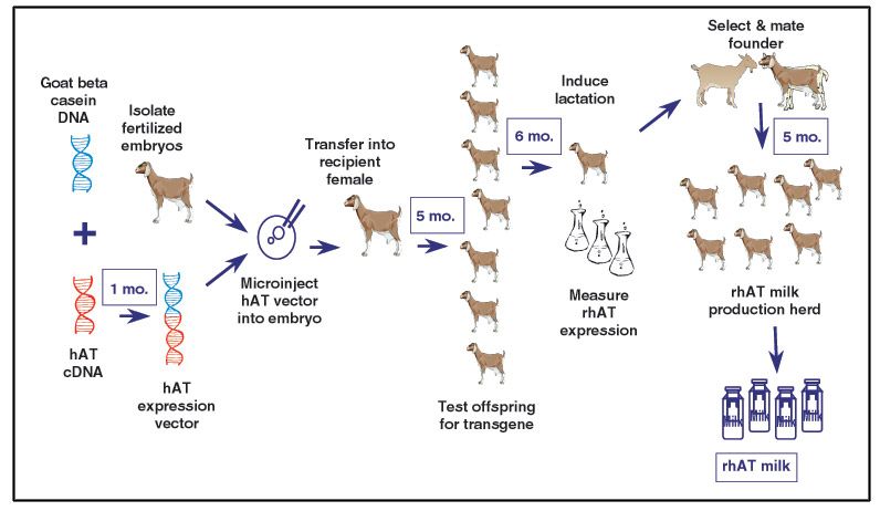 Production Of Recombinant Therapeutic Proteins In The Milk Of Transgenic Animals Production Of Recombinant Therapeutic Proteins In The Milk Of Transgenic Animals