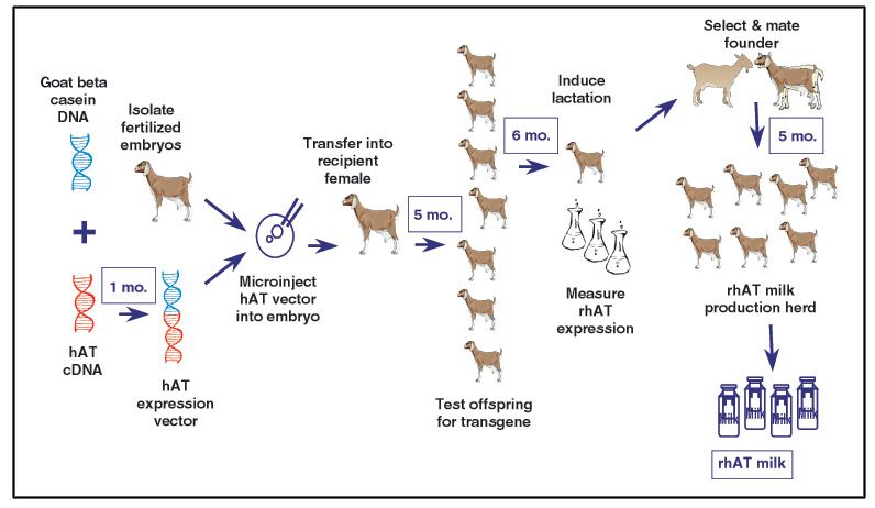 Production of Recombinant Therapeutic Proteins in the Milk of Transgenic  Animals