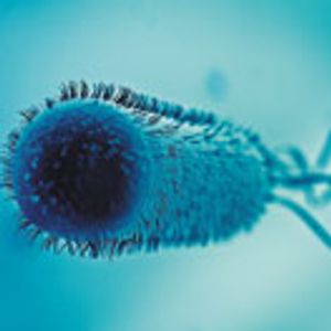 Antibody Production in Microbial Hosts