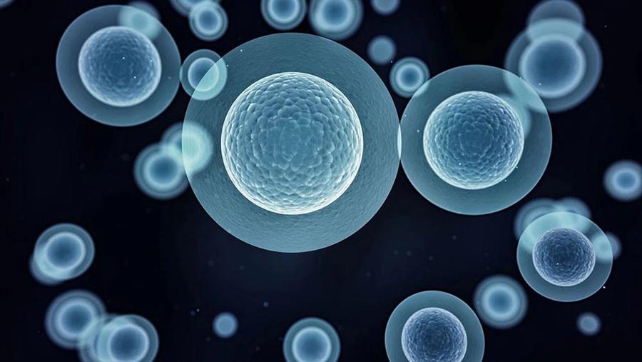 Automating Cell Harvesting for Cell Therapies; Image: Jezper/Stock.Adobe.com