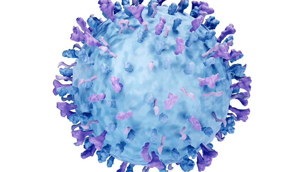 Respiratory syncytial virus (RSV) can cause respiratory tract infections such as bronchiolitis and pneumonia, 3d illustration | Image credit: © Artur - © Artur - stock.adobe.com 