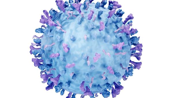 Respiratory syncytial virus (RSV) can cause respiratory tract infections such as bronchiolitis and pneumonia, 3d illustration | Image credit: © Artur - © Artur - stock.adobe.com 