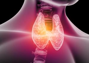 Medical illustration showing the thyroid and parathyroid glands in the neck, highlighting the endocrine structures involved in calcium regulation and hypoparathyroidism. |  Image Credit: © Rasi - stock.adobe.com