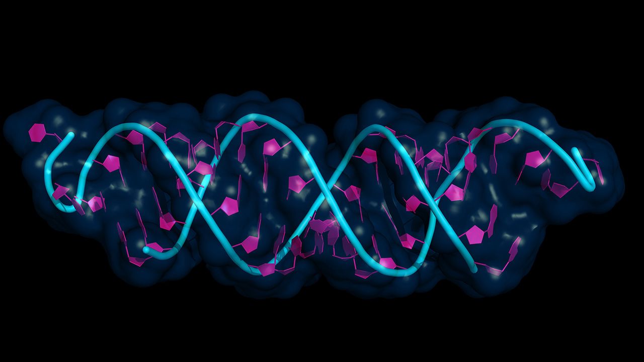 small interfering RNA bound to a messenger RNA, cartoon model with semi-transparent surface. siRNAs are synthetic RNA interference tools used for inducing temporary reduction of mRNA expression. | Image Credit: © petarg - © petarg - stock.adobe.com