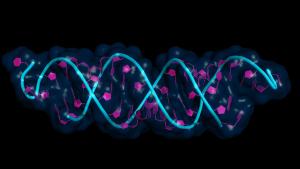 small interfering RNA bound to a messenger RNA, cartoon model with semi-transparent surface. siRNAs are synthetic RNA interference tools used for inducing temporary reduction of mRNA expression. | Image credit: © petarg - © petarg - stock.adobe.com