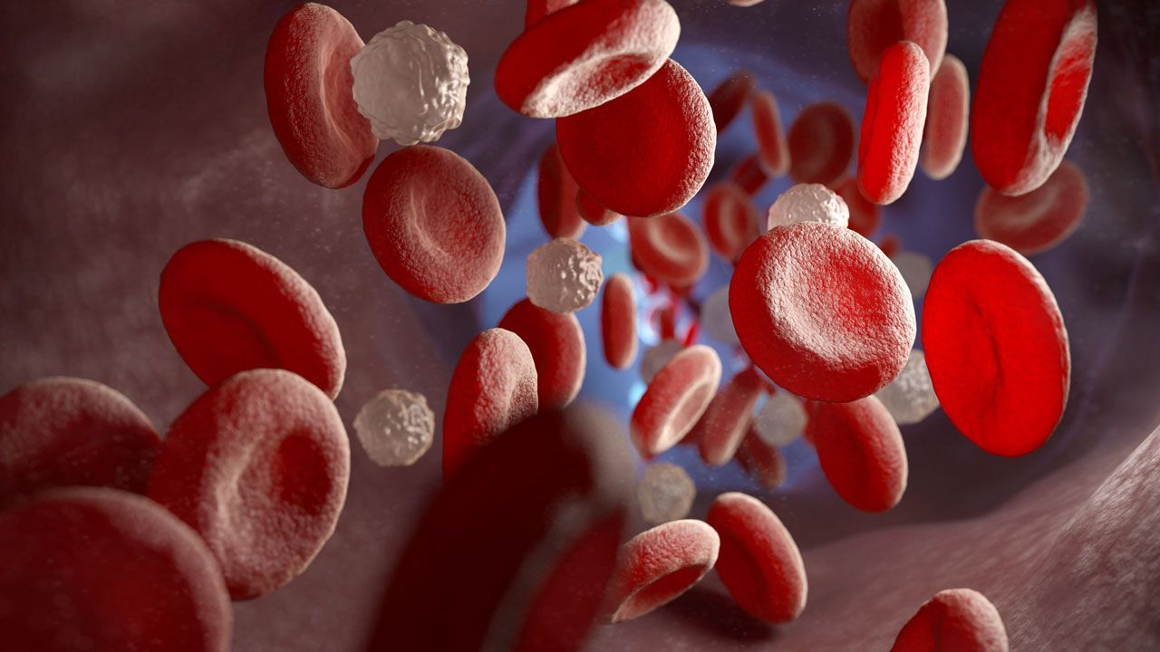 Red and white blood cells and in the vein | Image Credit: © Tatiana Shepeleva - © Tatiana Shepeleva - stock.adobe.com